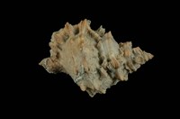 藏品(大山蛙螺)的圖片